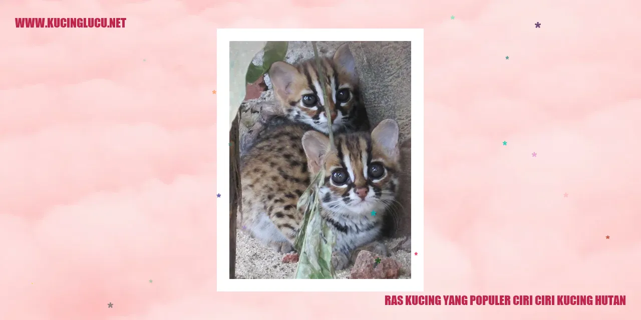 Kucing Hutan