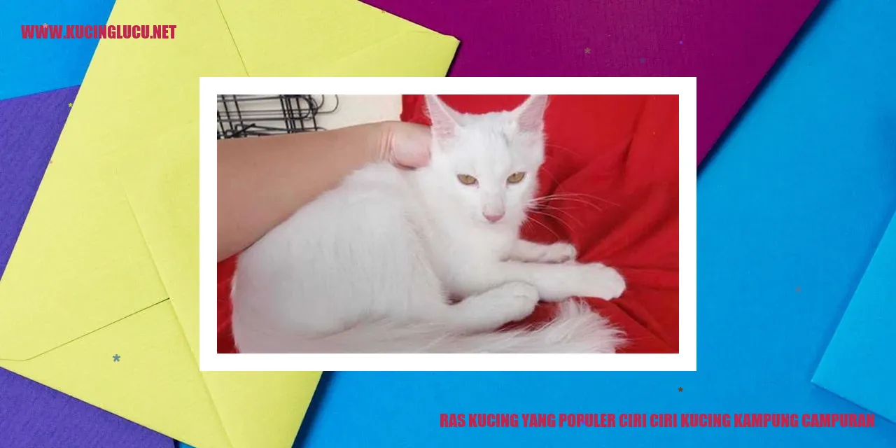 Ras Kucing yang Populer ciri ciri kucing kampung campuran