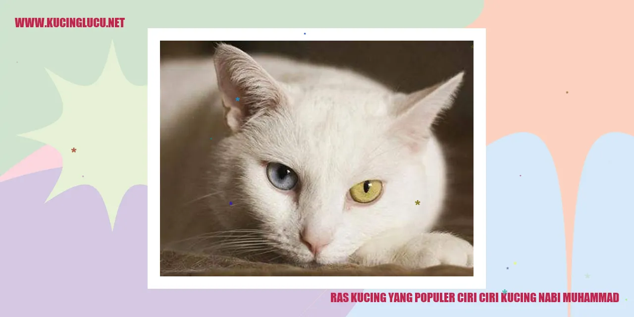 Gambar kucing