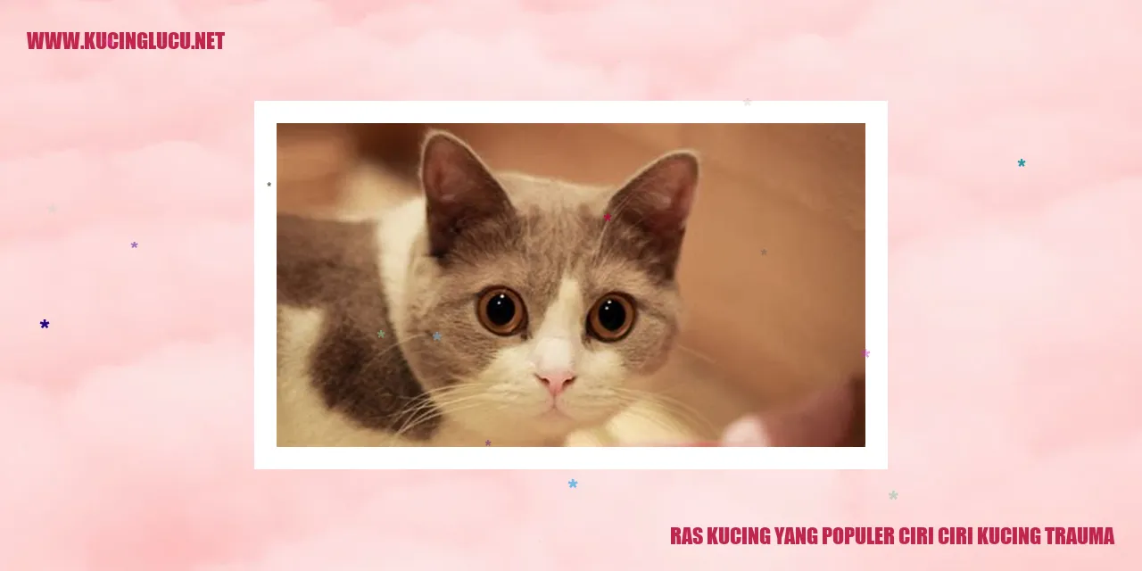 Gambarkan Dampak Trauma pada Kucing