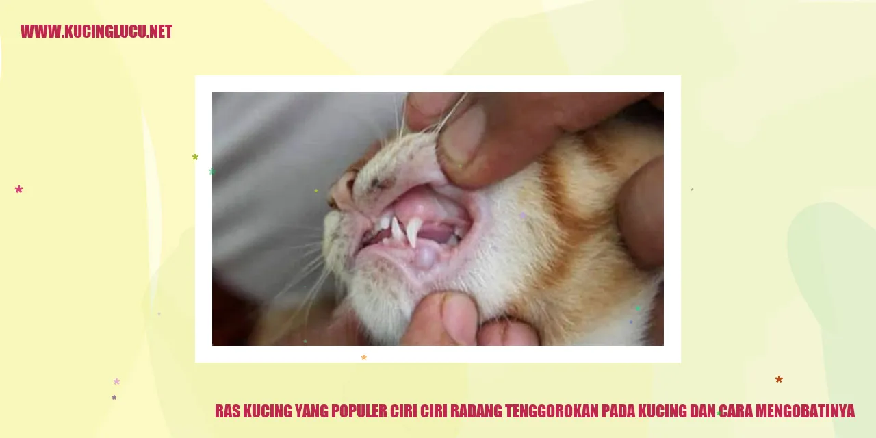Kucing lucu