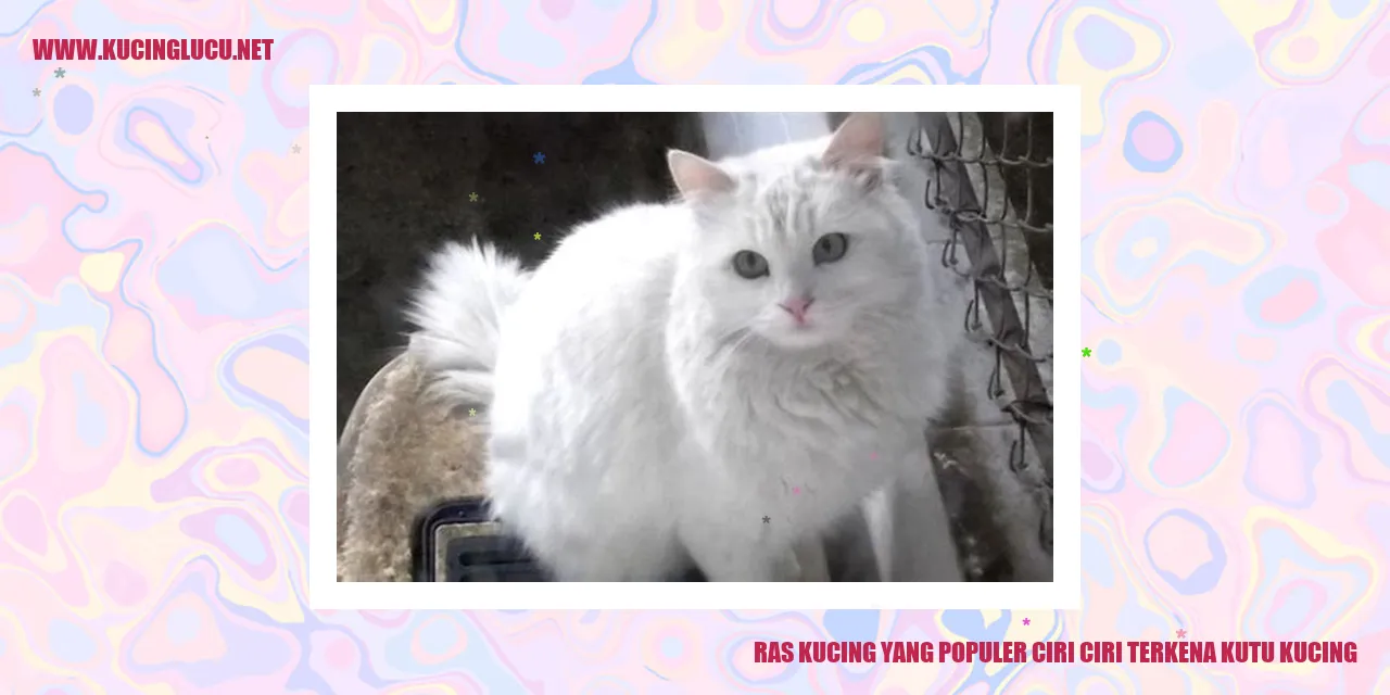 Kucing Ras yang Terkenal dengan Tanda-tanda Terinfeksi Kutu Kucing