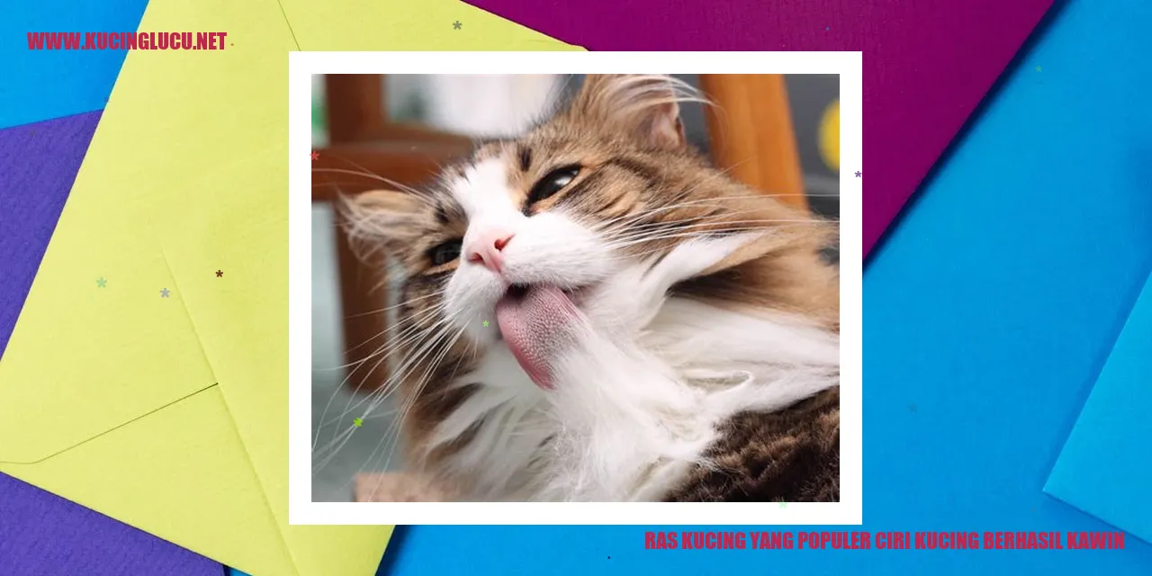 Kucing Lucu