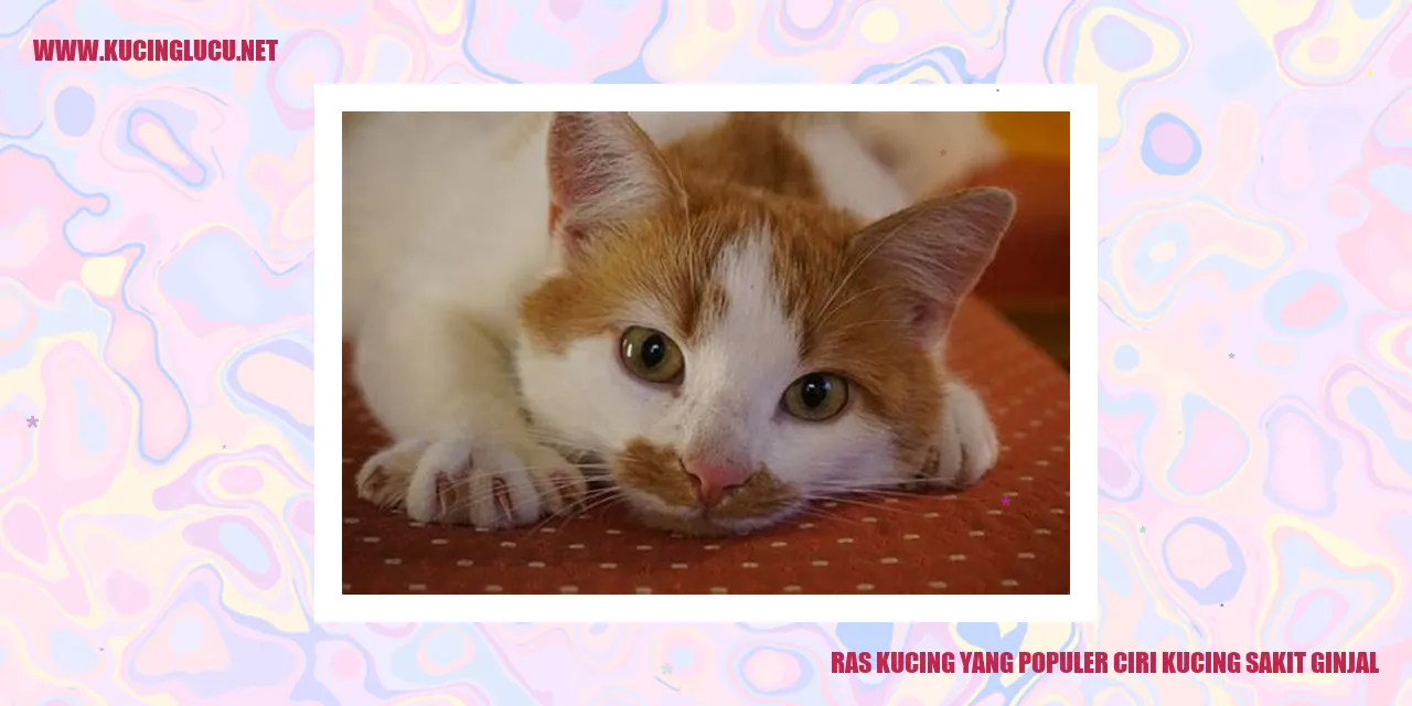 Ras Kucing yang Populer ciri kucing sakit ginjal