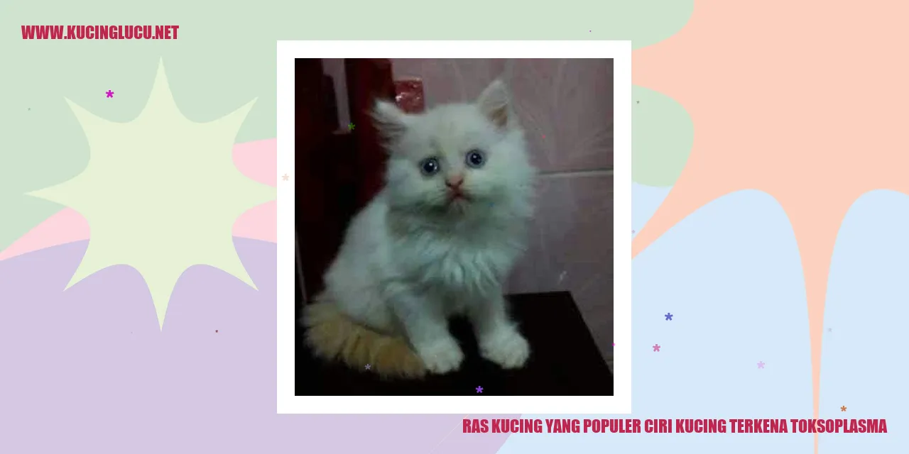Ras Kucing yang Populer dan Ciri-ciri Kucing Terkena Toksoplasma