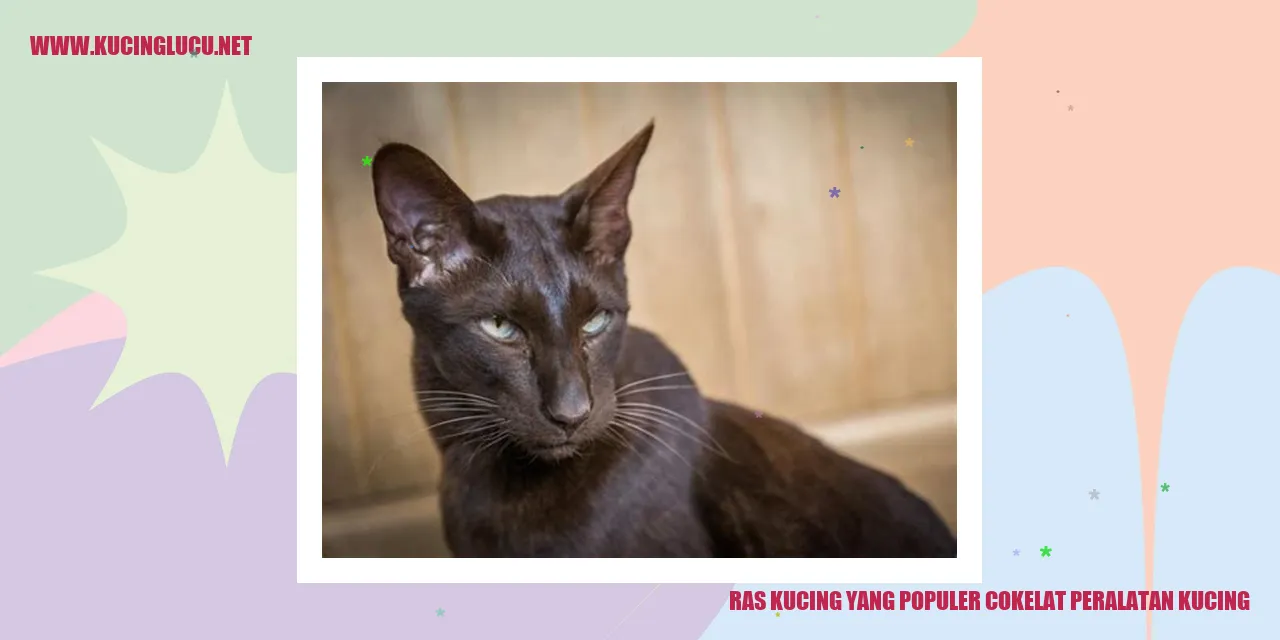 Ras Kucing Cokelat