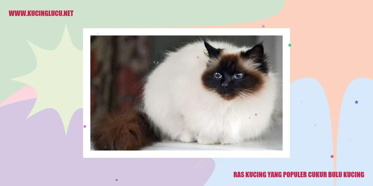 Kucing dengan bulu yang dicukur