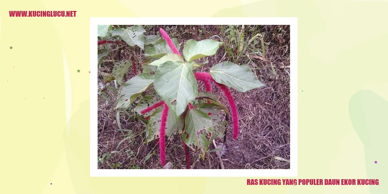 Kucing yang Memiliki Daun Ekor Kucing