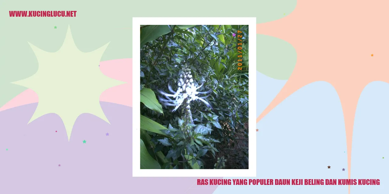 Ras Kucing yang Populer: Daun Keji Beling dan Kumis Kucing