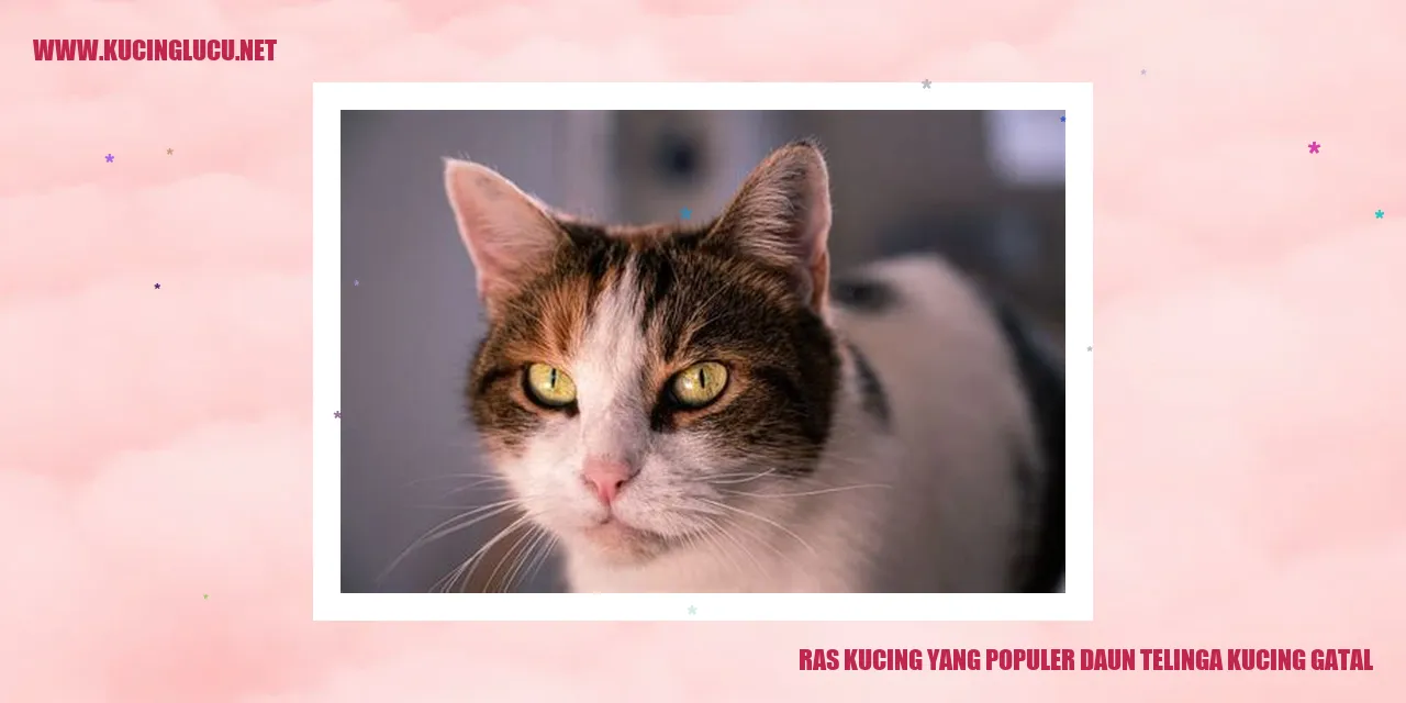 Gambar Ras Kucing yang Populer