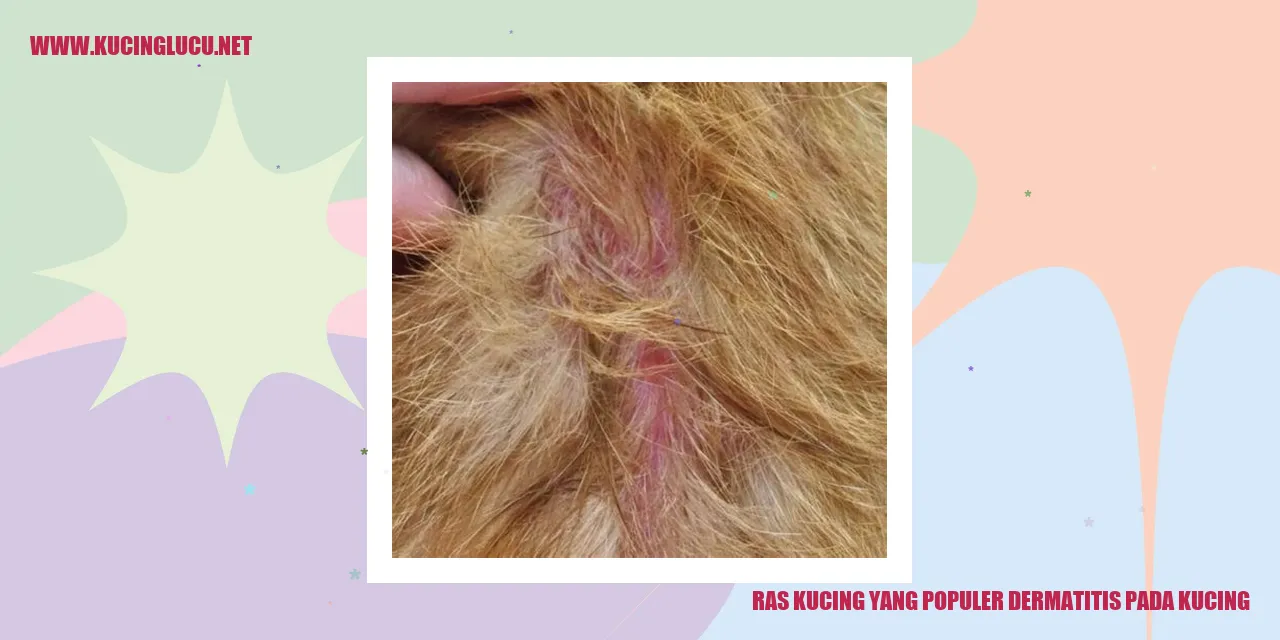 Ras Kucing yang Populer dermatitis pada kucing