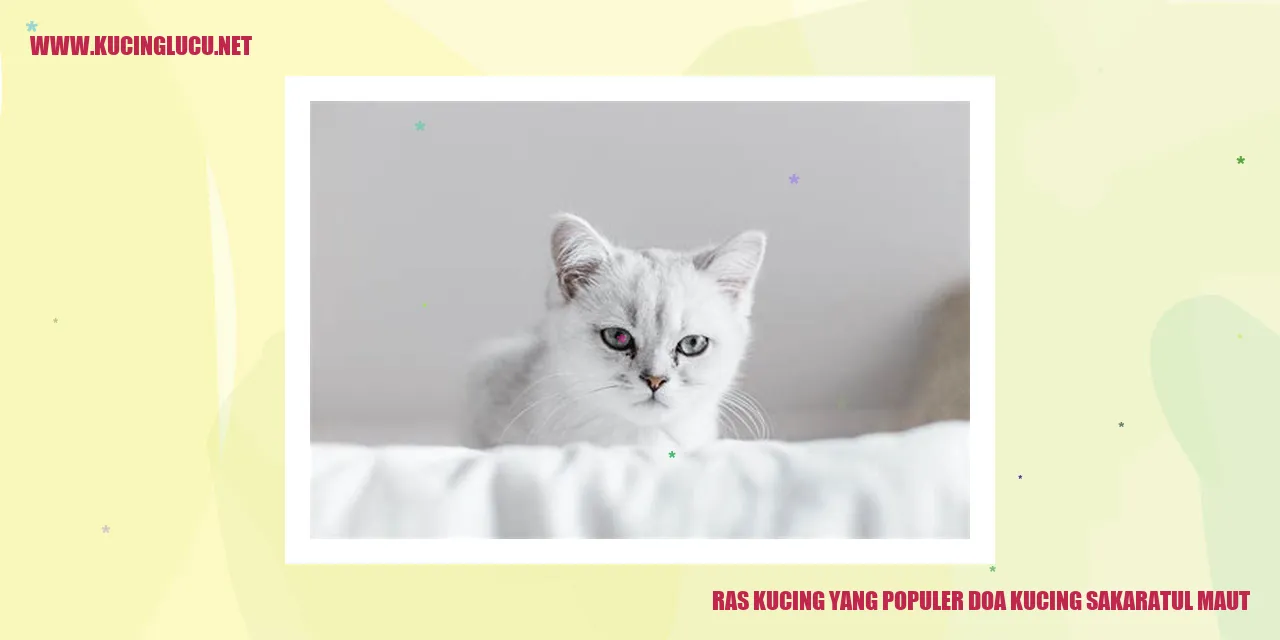 Gambar Ras Kucing Populer