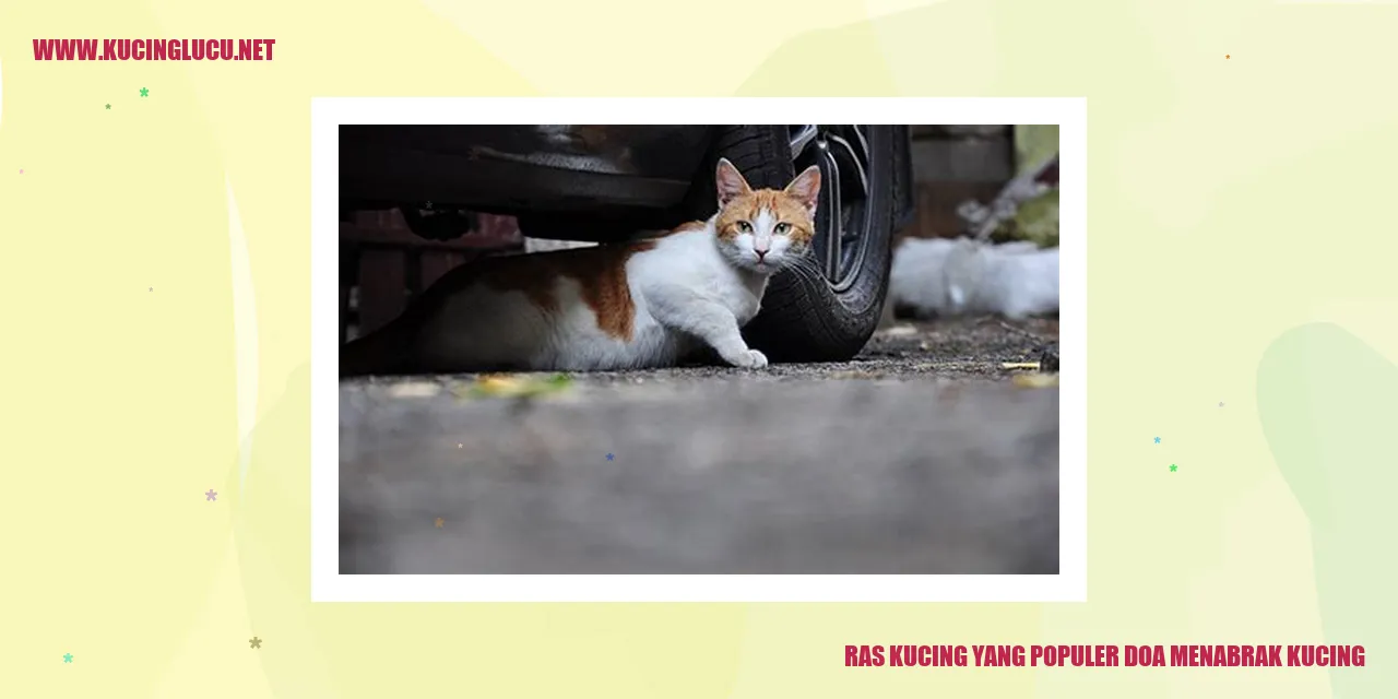 Ras Kucing Populer