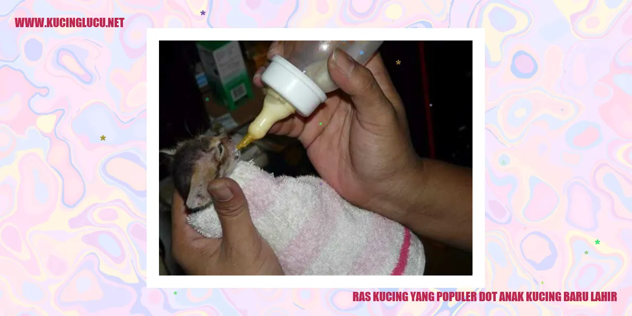 Kucing Populer pada Anak Kucing Baru Lahir