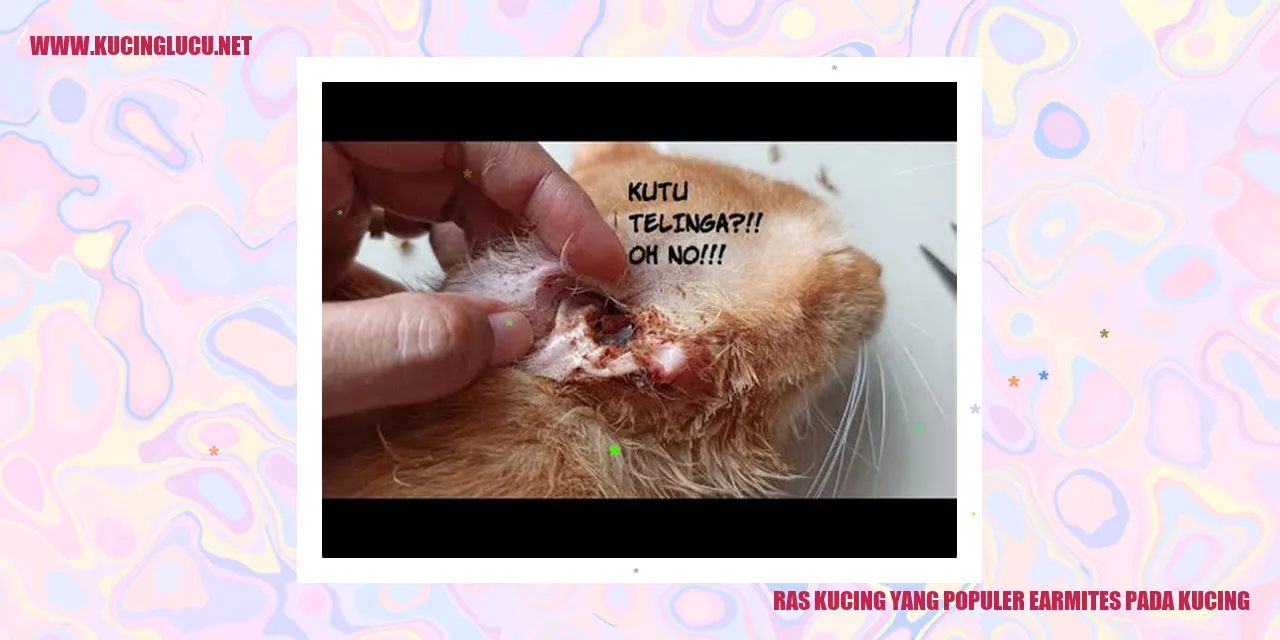 Ras Kucing yang Populer earmites pada kucing