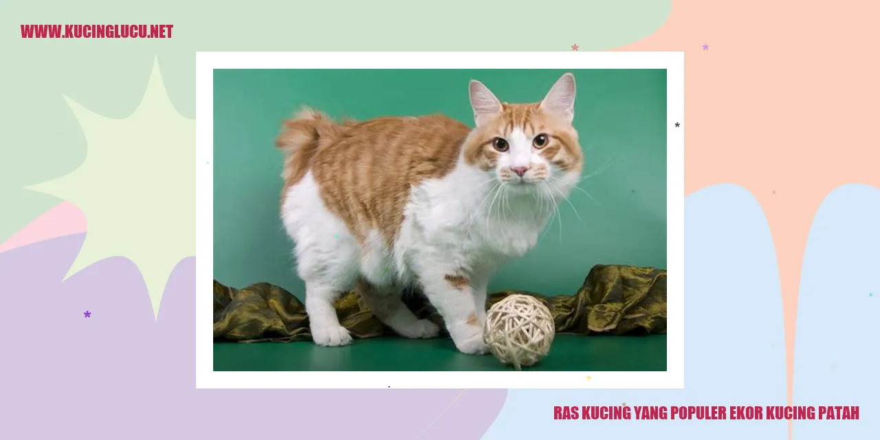 Kucing dengan ekor patah