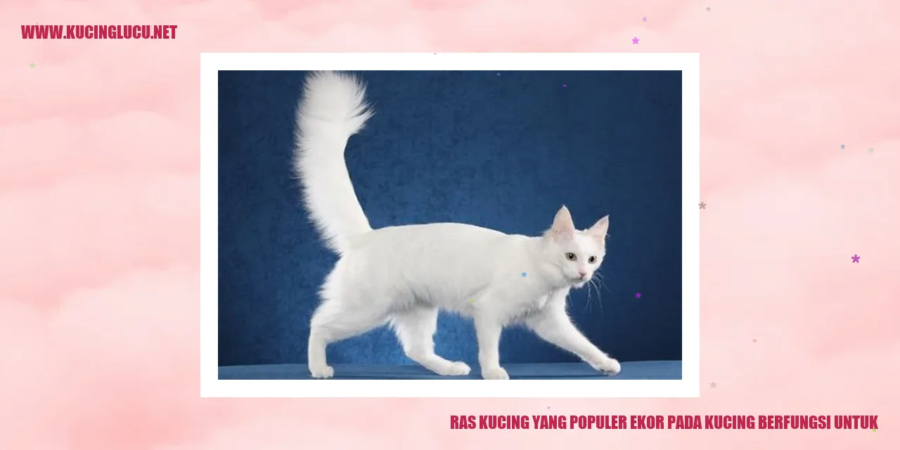 Gambar Kucing dengan Ekor yang Panjang