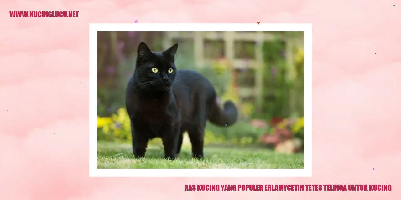 Ras Kucing yang Populer erlamycetin tetes telinga untuk kucing