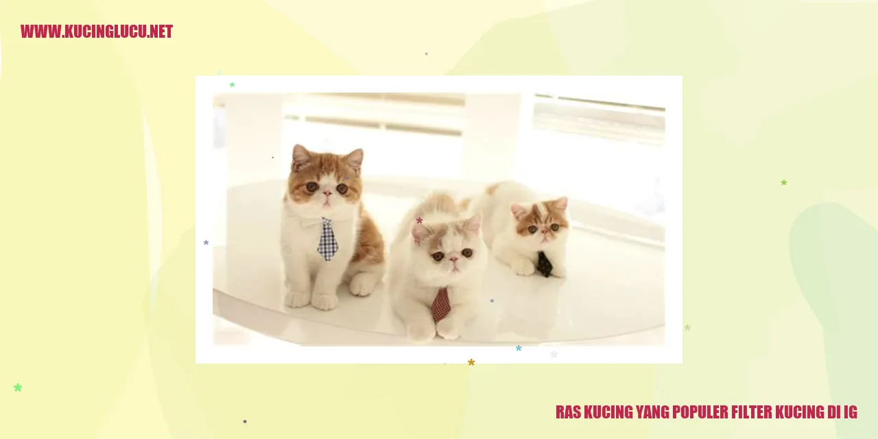 Ras Kucing yang Populer filter kucing di ig