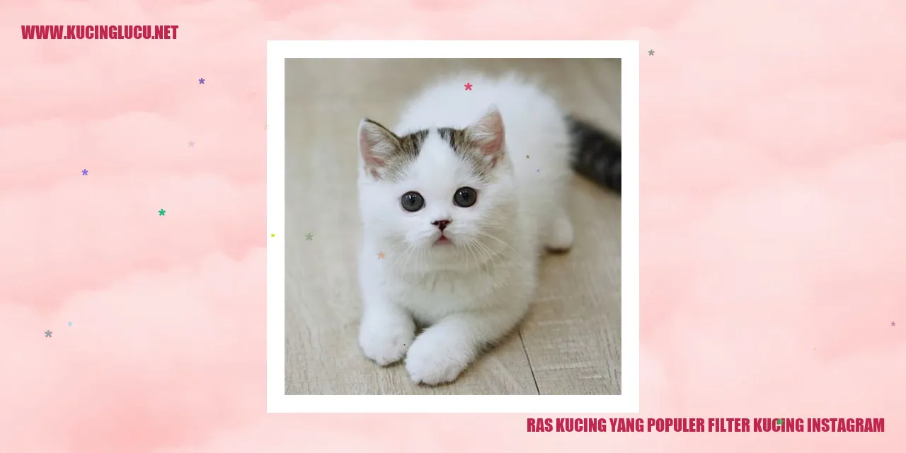Gambar Kucing di Instagram