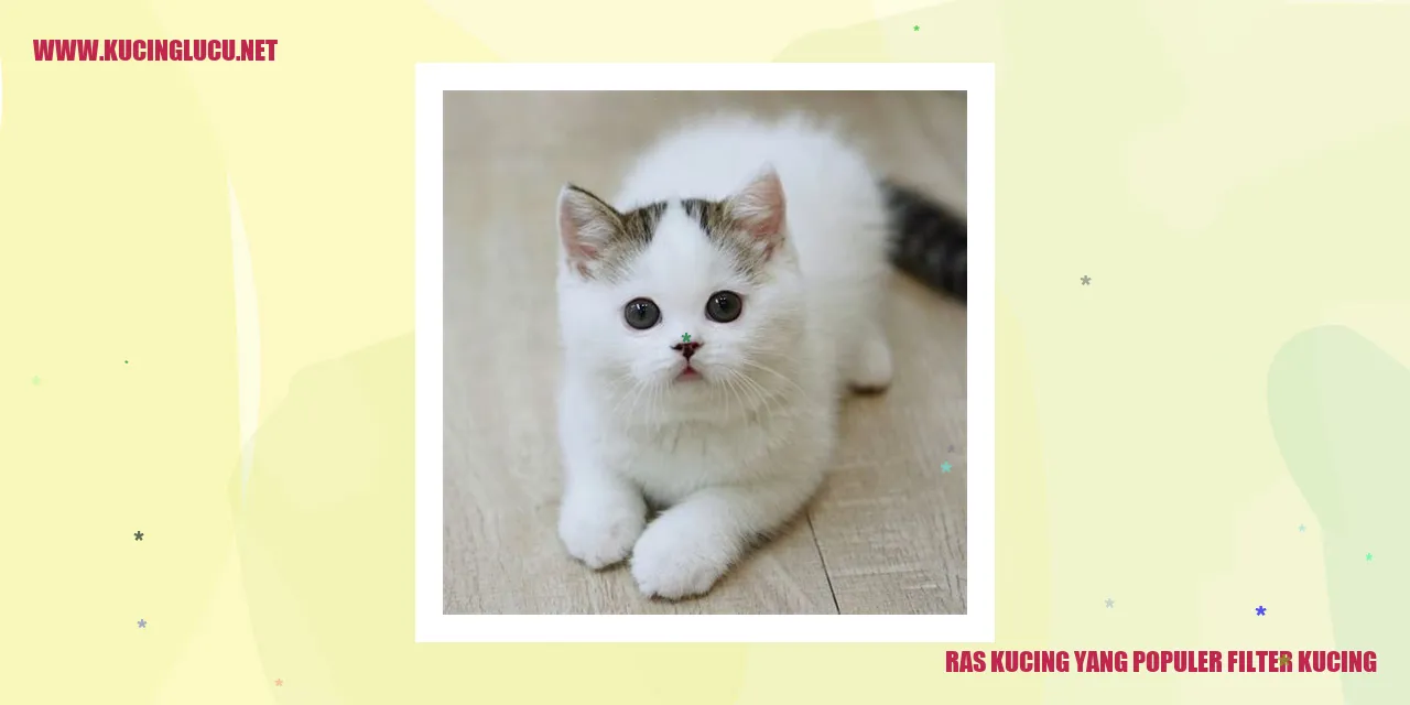 Ras Kucing yang Populer dengan Filter Kucing