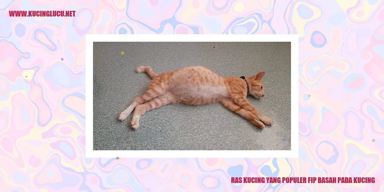 Kucing Ras FIP Basah