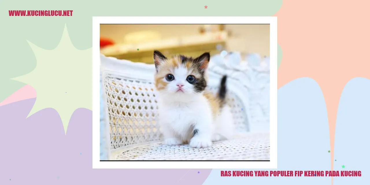 Kucing Lucu