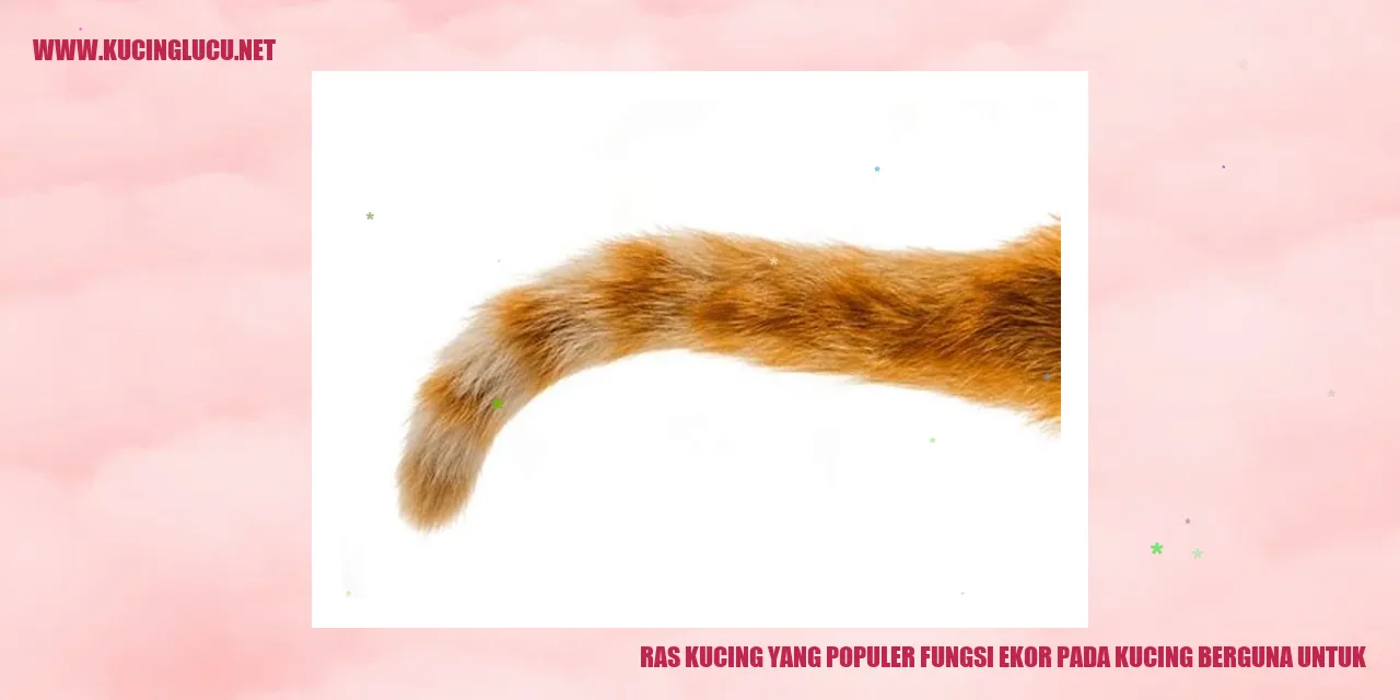 Ras Kucing yang Populer fungsi ekor pada kucing berguna untuk