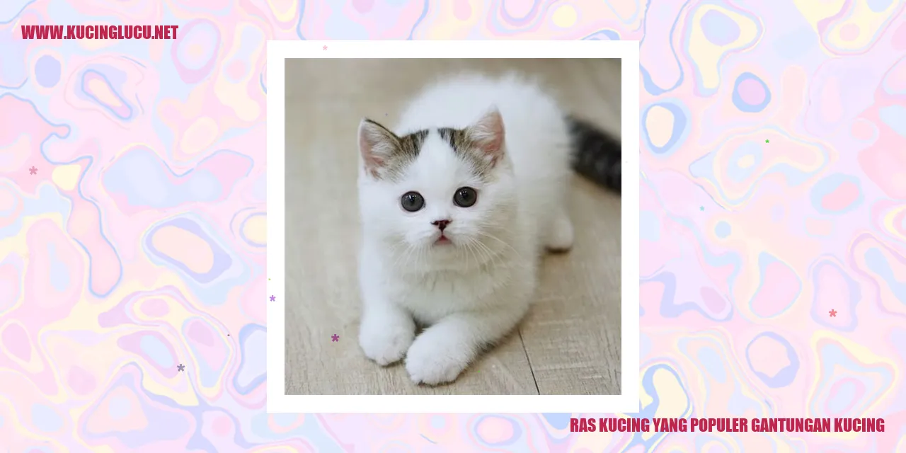 Kucing menggantung di gantungan