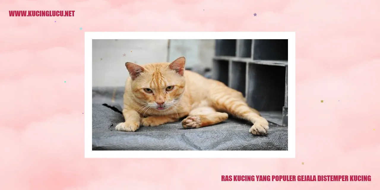 Ras Kucing
