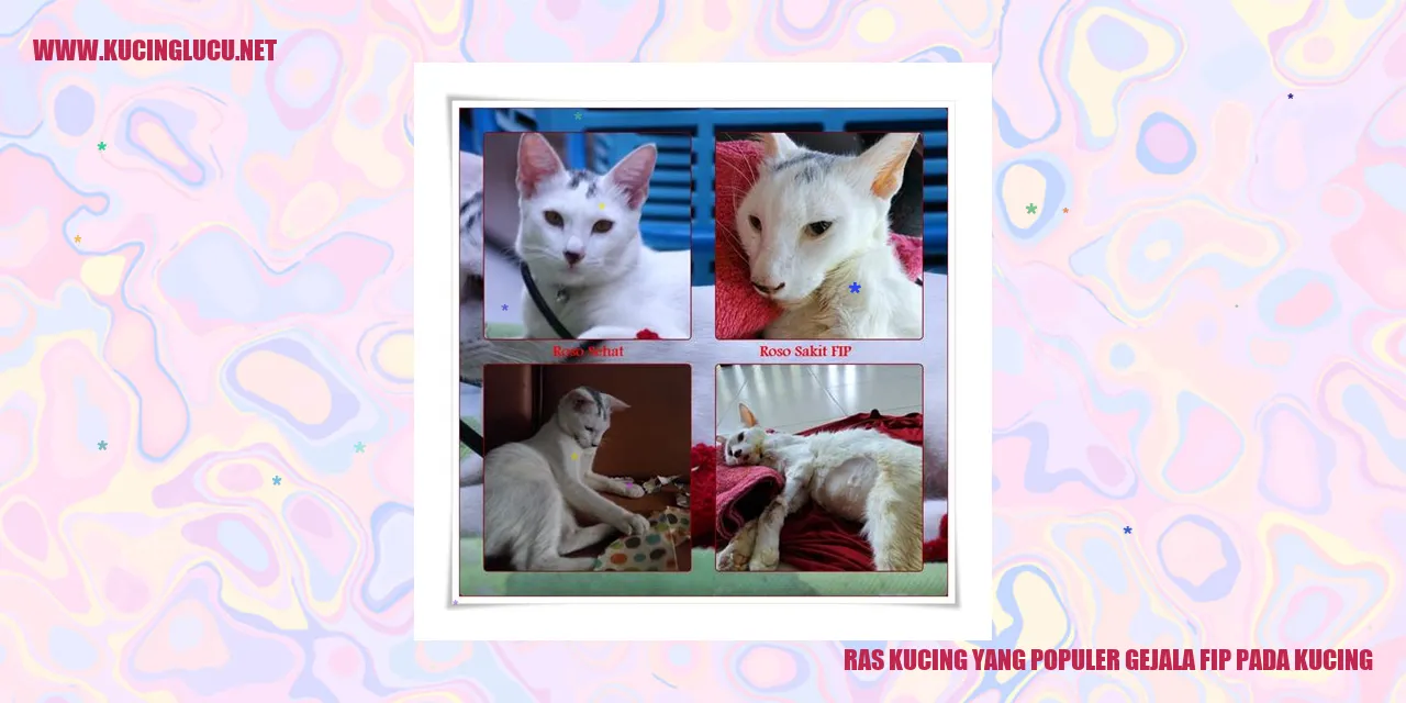 gambar kucing