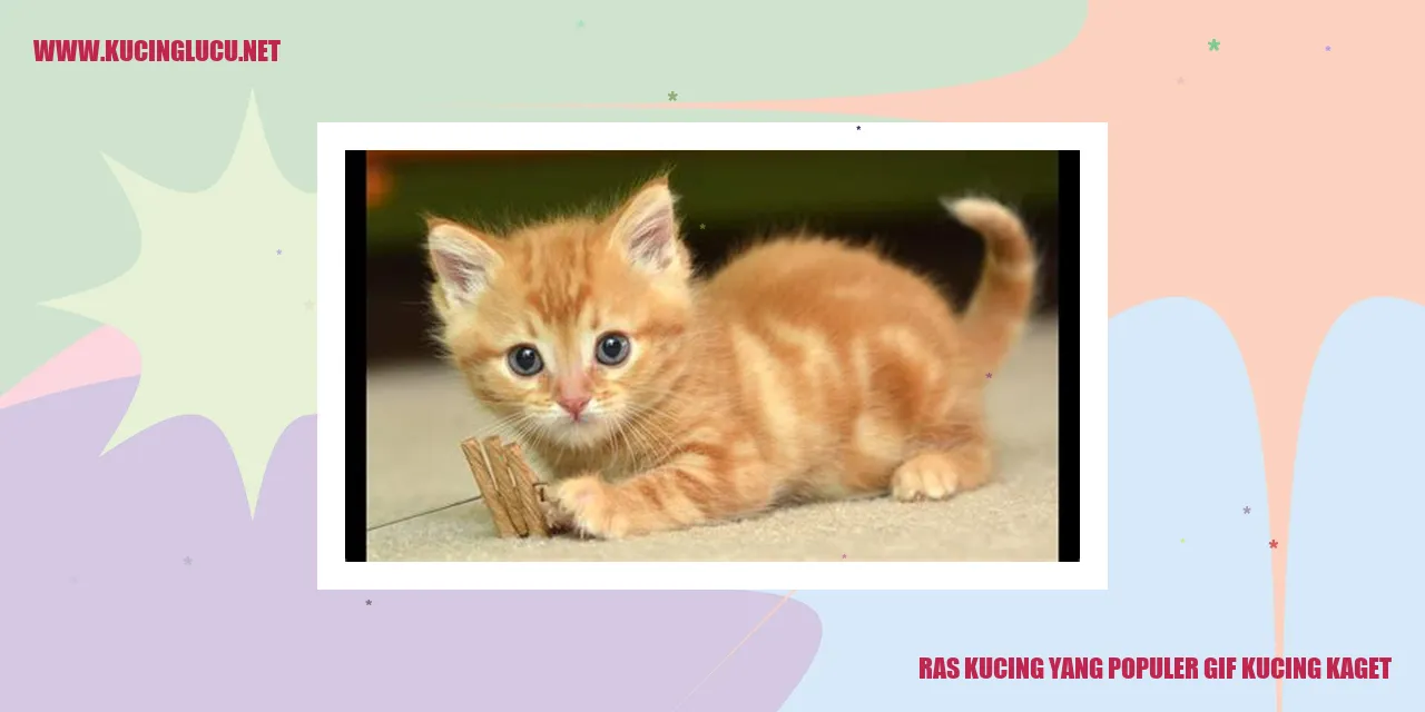 gif kucing kaget