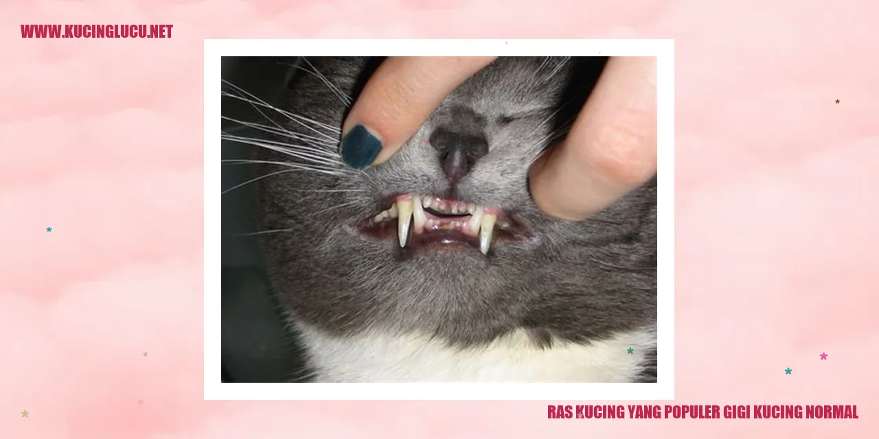 Gambar Kucing Scottish Fold