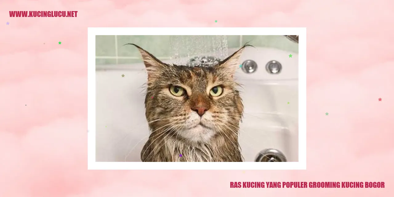 Kucing Grooming