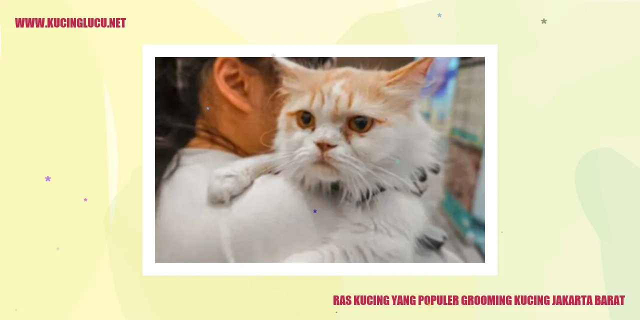 Ras Kucing yang Jadi Idola dalam Grooming di Jakarta Barat