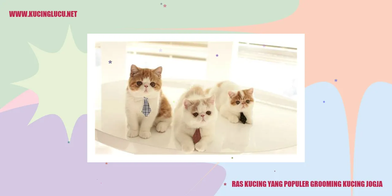 Grooming Kucing
