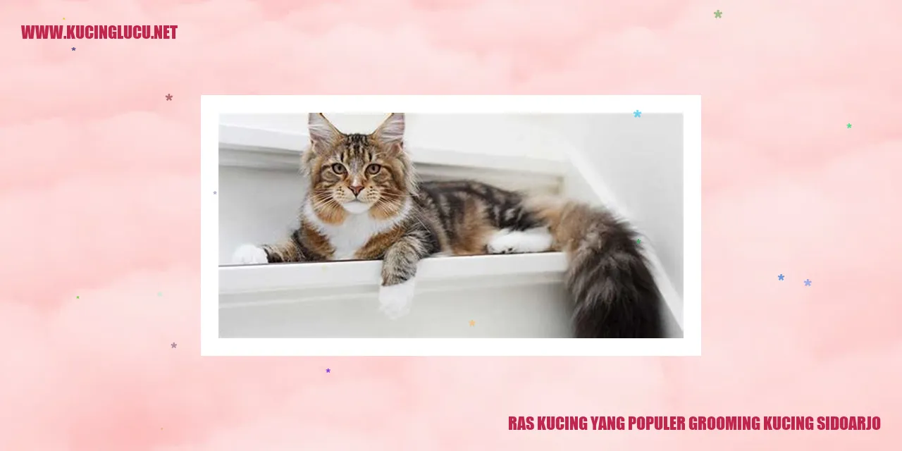 Kucing Persia yang Di grooming di Sidoarjo