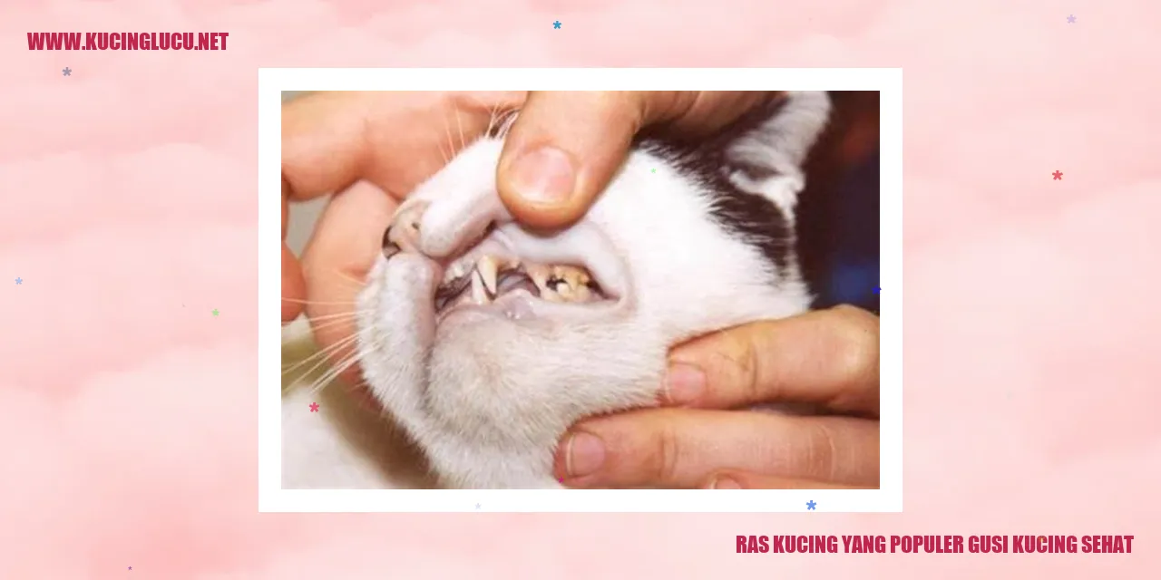 Gambar kucing sehat