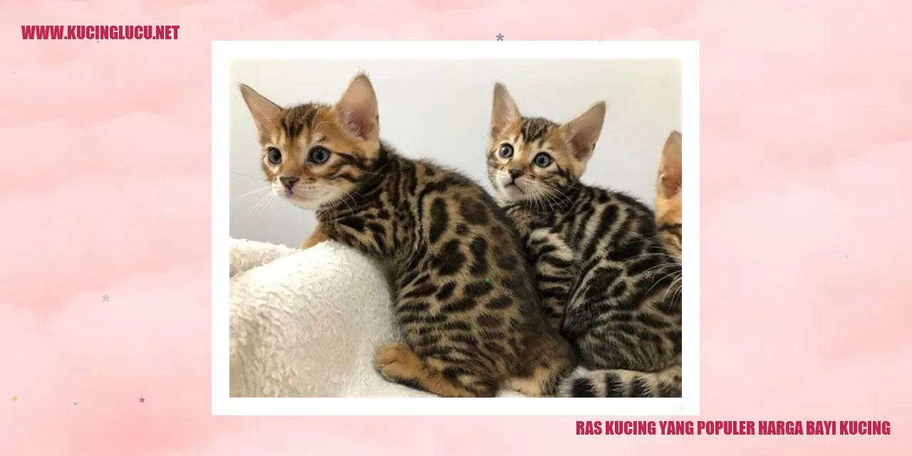 ras kucing yang populer dan harga bayi kucing