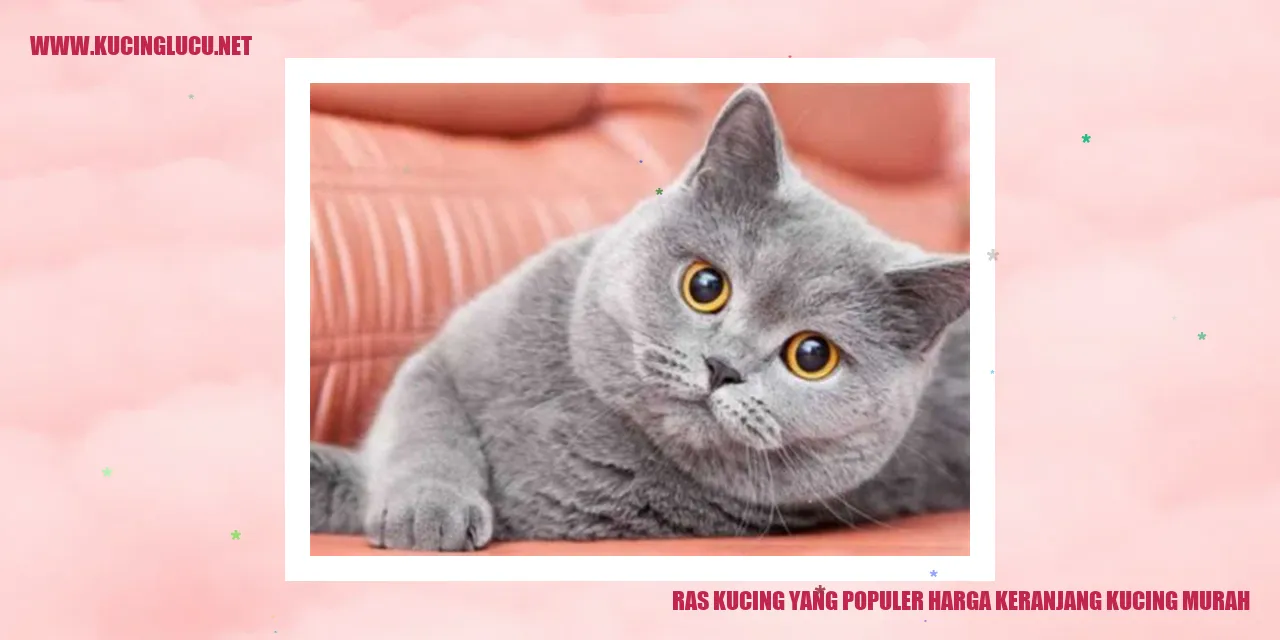 Gambar Kucing