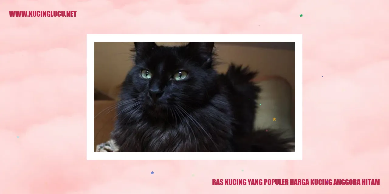 Kucing Anggora Hitam