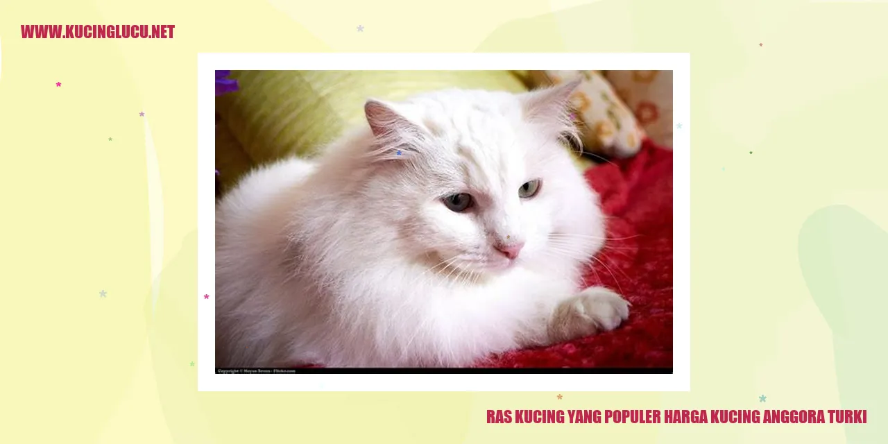 Gambar Kucing Anggora Turki