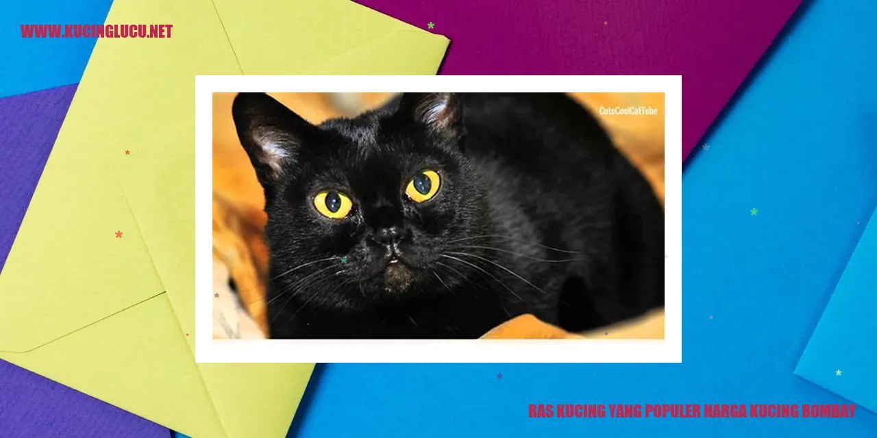 Gambar Kucing Bombay