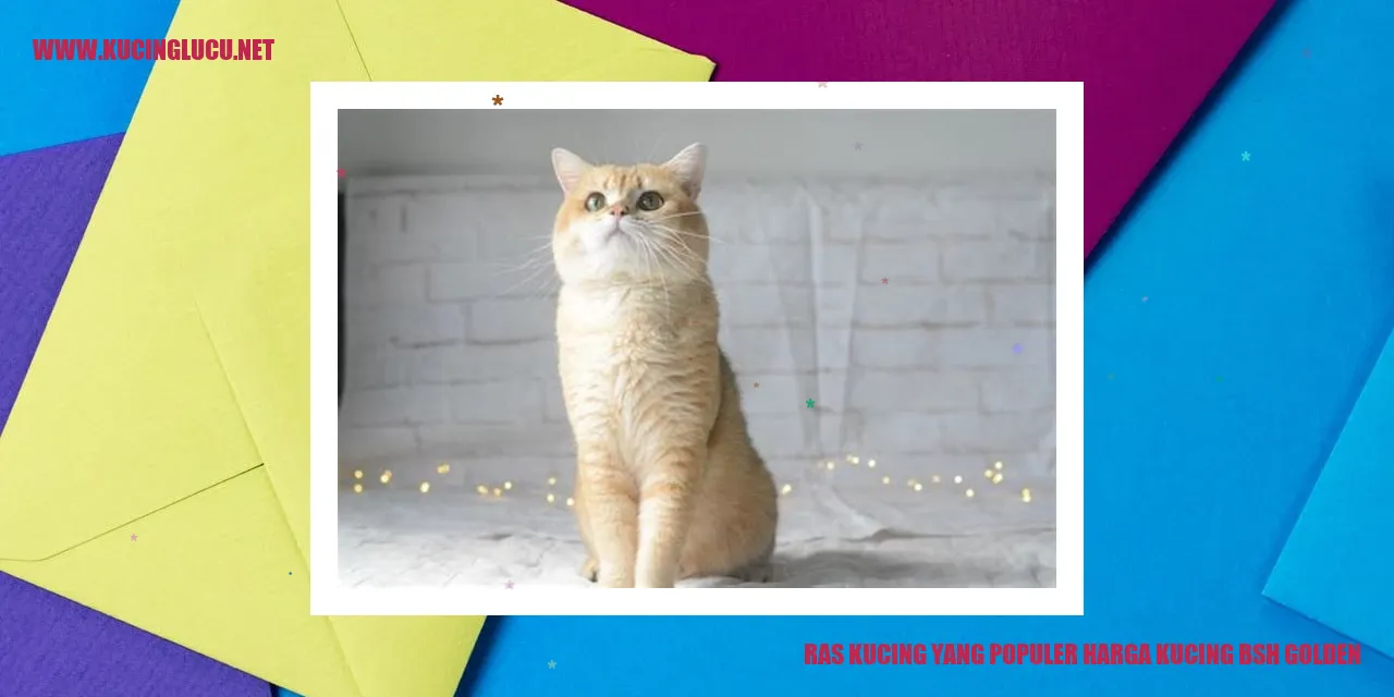 Gambar Kucing British Shorthair Golden