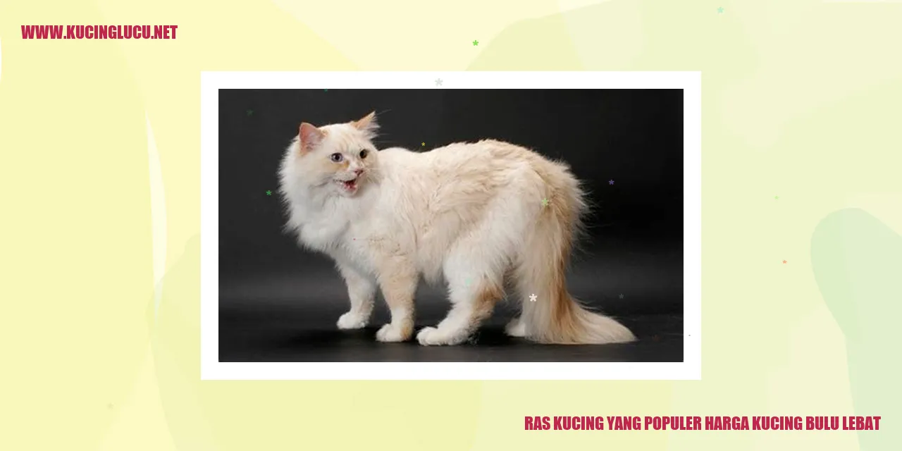 Gambar kucing berbulu tebal