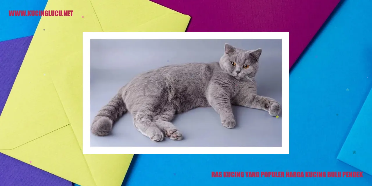 Ras Kucing yang Terkenal dan Harga Kucing Bulu Pendek