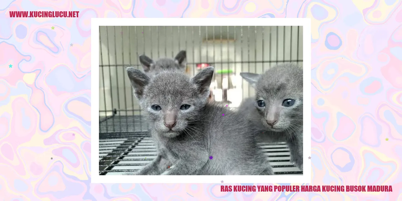 gambar kucing busok madura