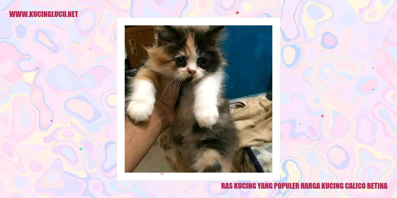 Kucing Calico