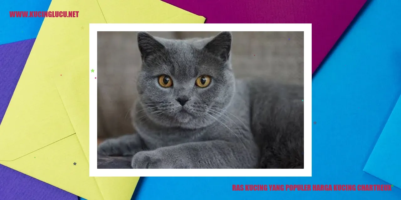 Kucing Chartreux