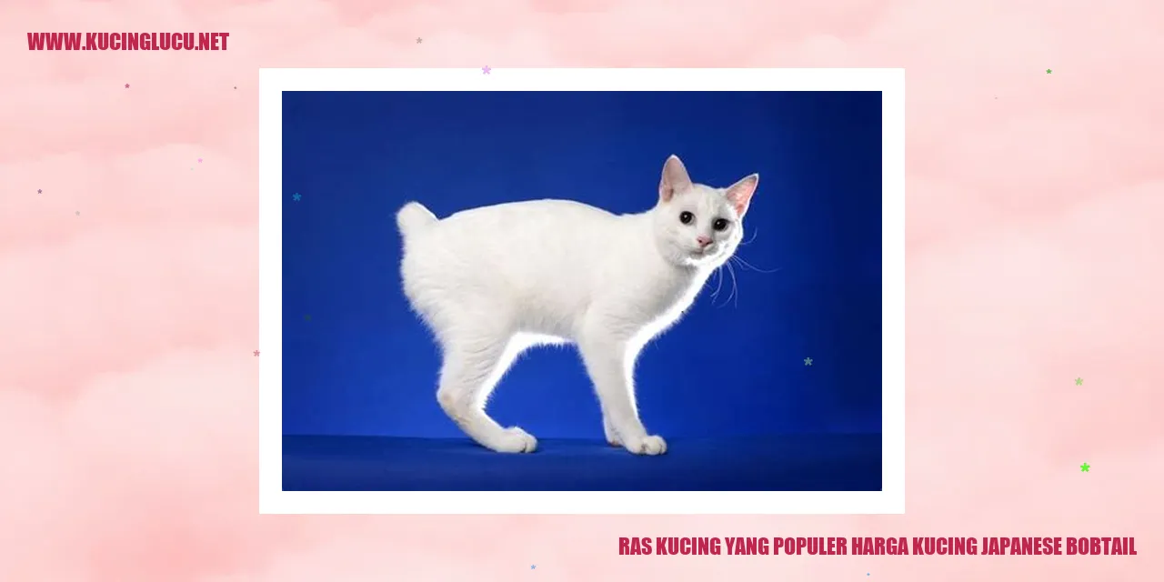 Kucing Japanese Bobtail